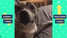 猫狗搞笑视频笑死人,搞笑视频带你领略萌宠欢乐时光