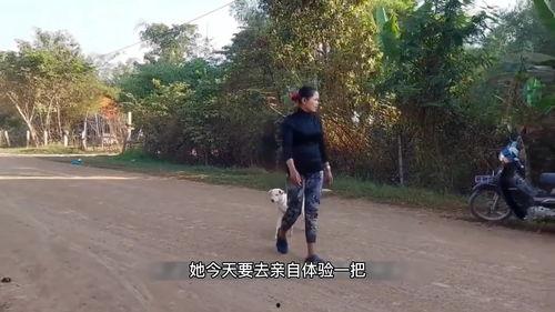 种公牛配种过程视频,揭秘繁育奥秘