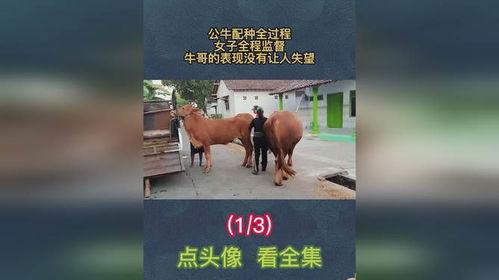 种公牛配种过程视频,揭秘繁育奥秘