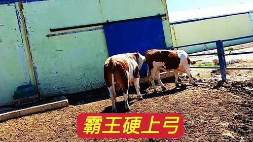 种公牛配种过程视频,揭秘繁育奥秘