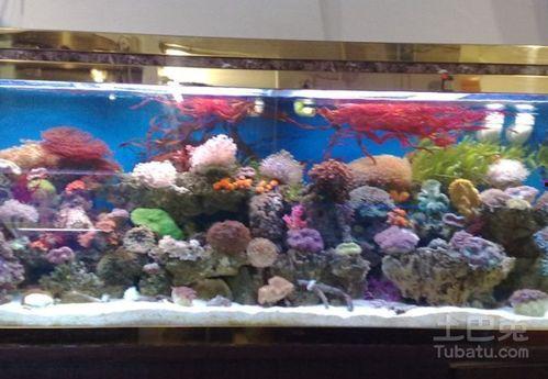 海水鱼缸开缸教程视频,从入门到精通视频攻略