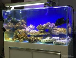 海水鱼缸开缸教程视频,从入门到精通视频攻略