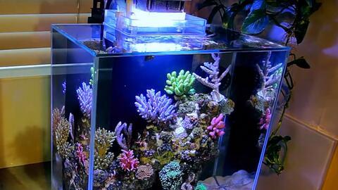海水鱼缸开缸教程视频,从入门到精通视频攻略