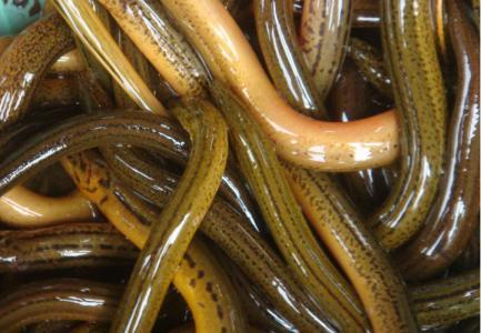 黄蟮视频,揭秘神秘生物的生态与生活