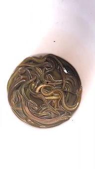 黄蟮视频,揭秘神秘生物的生态与生活