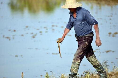 黄蟮视频,揭秘神秘生物的生态与生活
