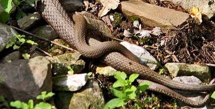 蛇交配视频,一场神秘而奇妙的自然盛宴