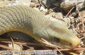 蛇交配视频,一场神秘而奇妙的自然盛宴