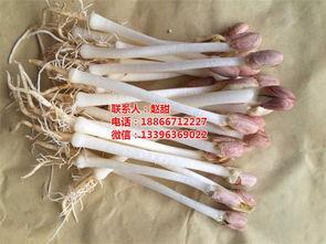 花生芽视频,绿色营养新宠,健康生活新选择