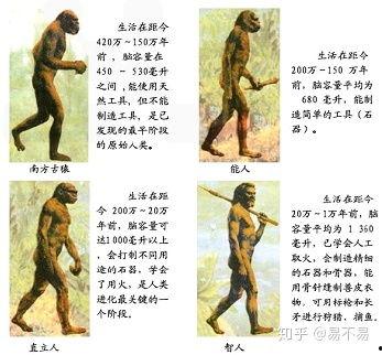 人类进化过程视频,从古猿到现代人的演变轨迹