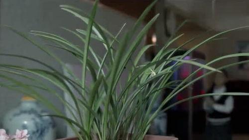 郑彤视频,揭秘生活点滴，感悟人生哲理