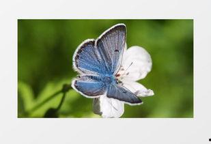 蝴蝶视频下载,轻松获取精彩瞬间