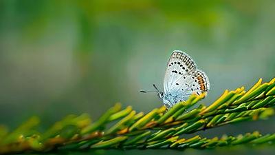 蝴蝶视频下载,轻松获取精彩瞬间