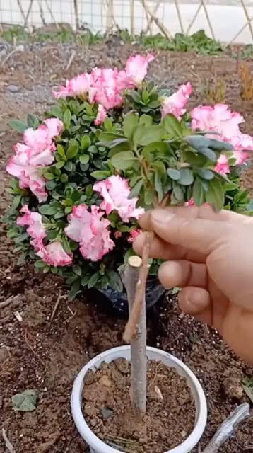 杜鹃花嫁接视频,视频教学助您轻松掌握