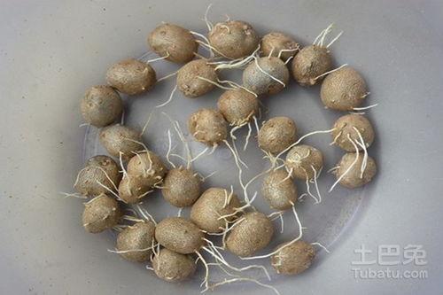 山药栽培技术视频教程