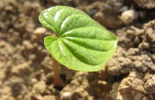 山药栽培技术视频教程