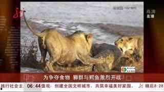 狮子和鳄鱼打架视频,一场生死较量